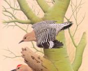 Gila Woodpecker - 威廉·齐默曼